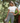 Fitness Vibes Yoga Capri Leggings. Stylish 4-Way Stretch High-Rise Waistband. Available in 6 Sizes . Classy FV Women’s Activewear. Dark Grey Colour